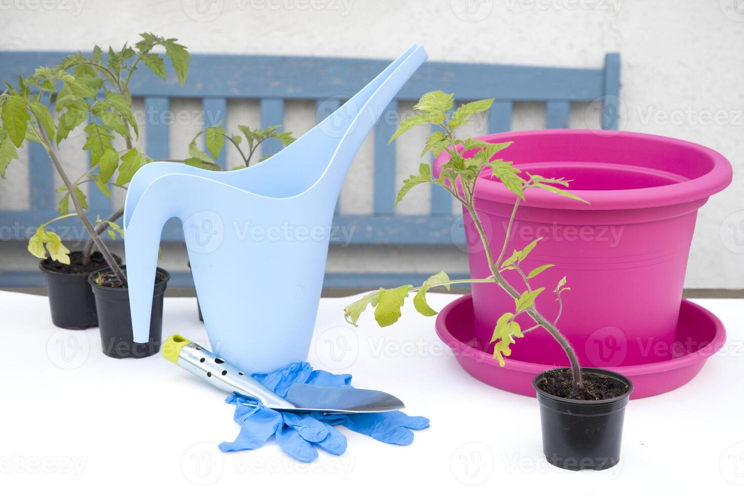 seedlings of tomatoes for transplantation into a pot photo