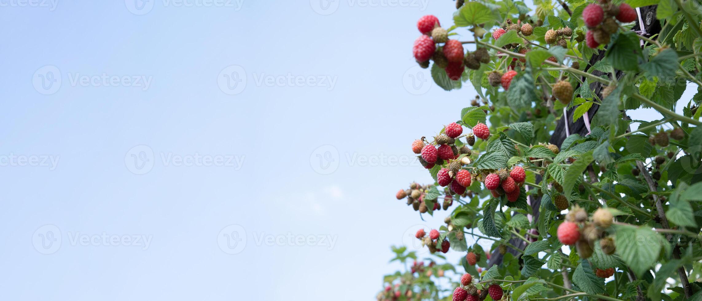 fresh ripe raspberries on the bushes in garden against the blue sky,organic berries with green leaves on the branches photo