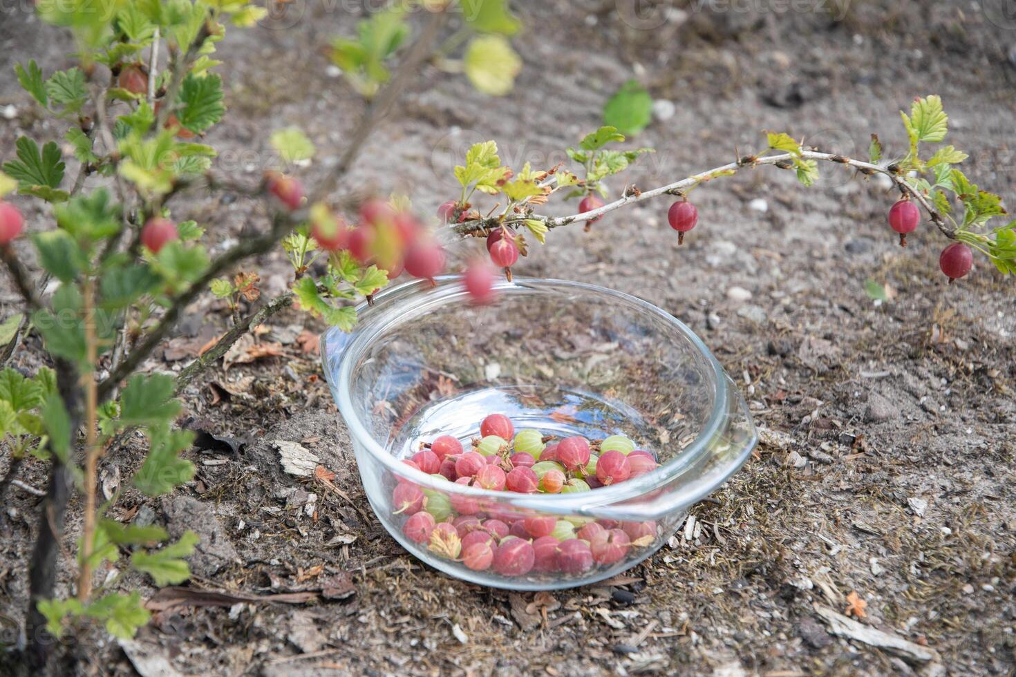 glass bowl with red gooseberry harvest right under the bush with small berries due to hot weather, selective focus photo
