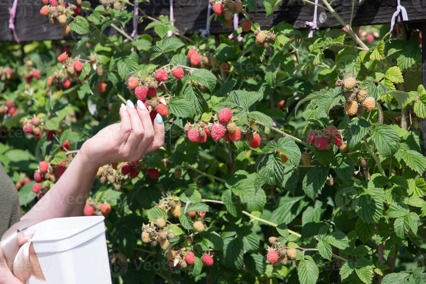 yung woman picks ripe raspberries in a basket, summer harvest of berries photo