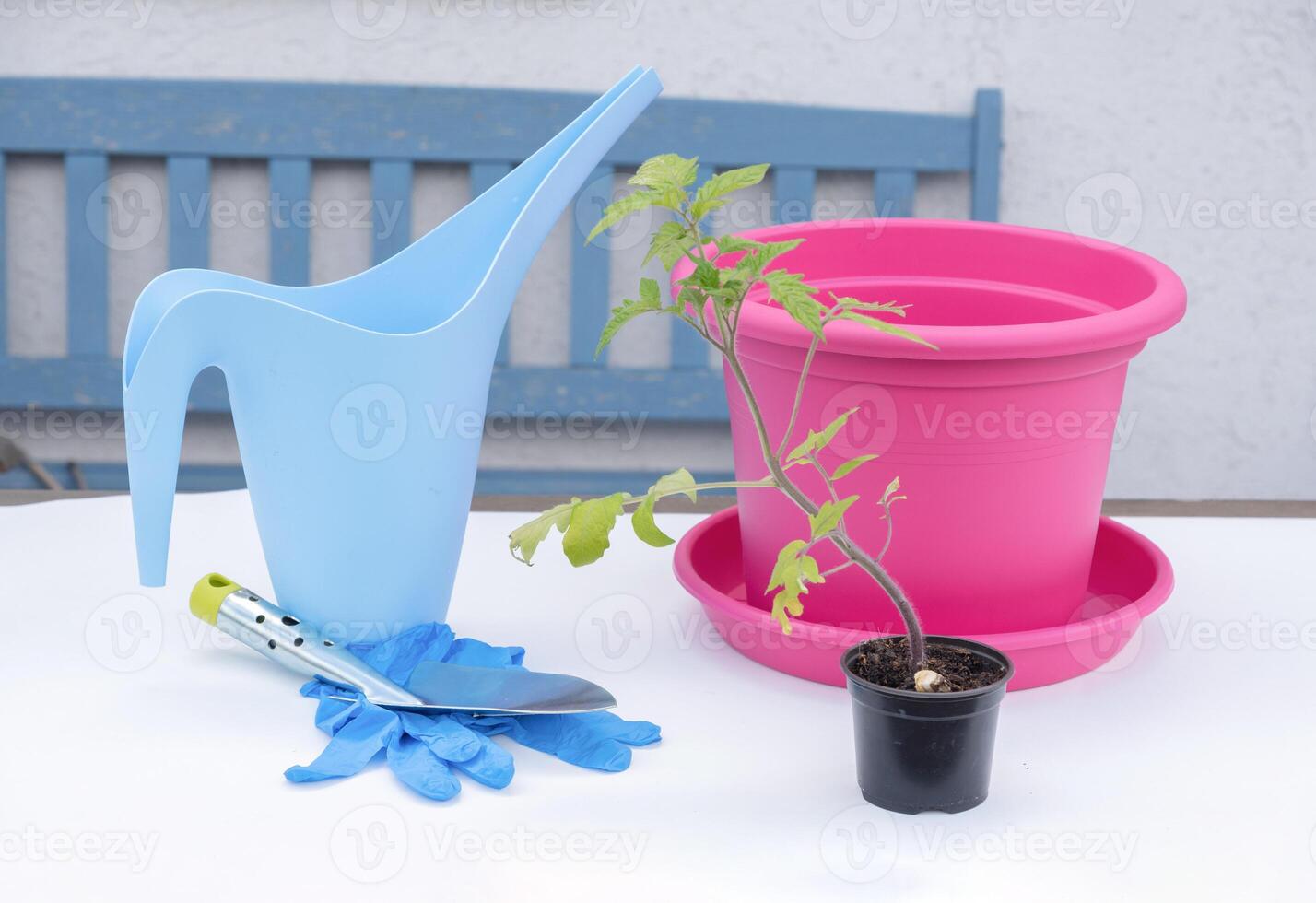 materials for transplanting tomato seedlings into large pots for home garden, gloves and watering can photo