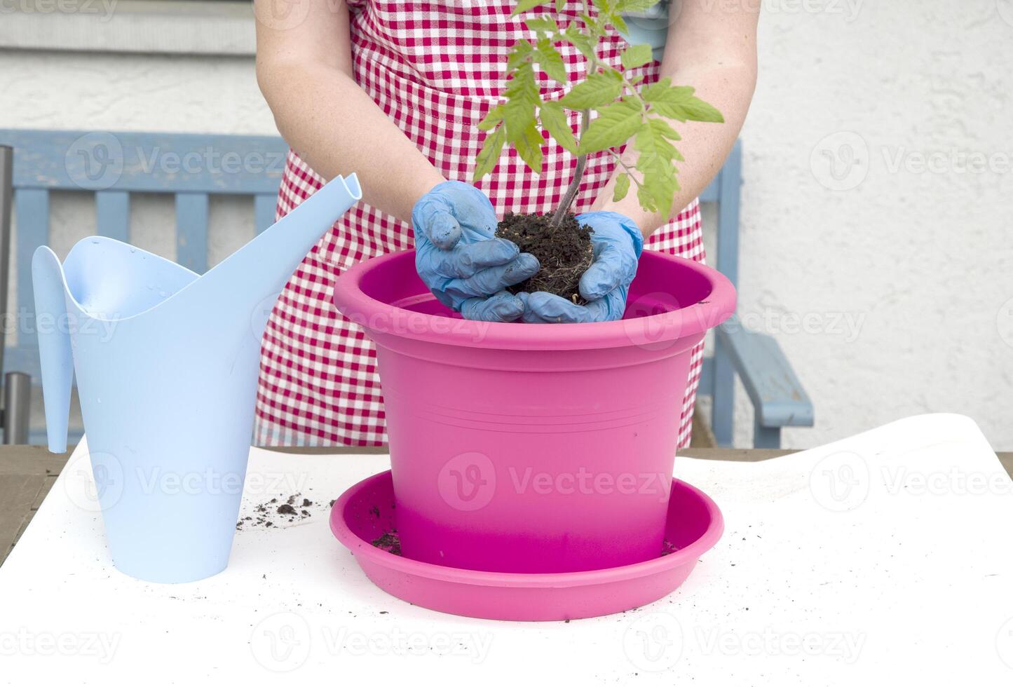 a woman in gloves and an apron transplants tomato seedlings photo