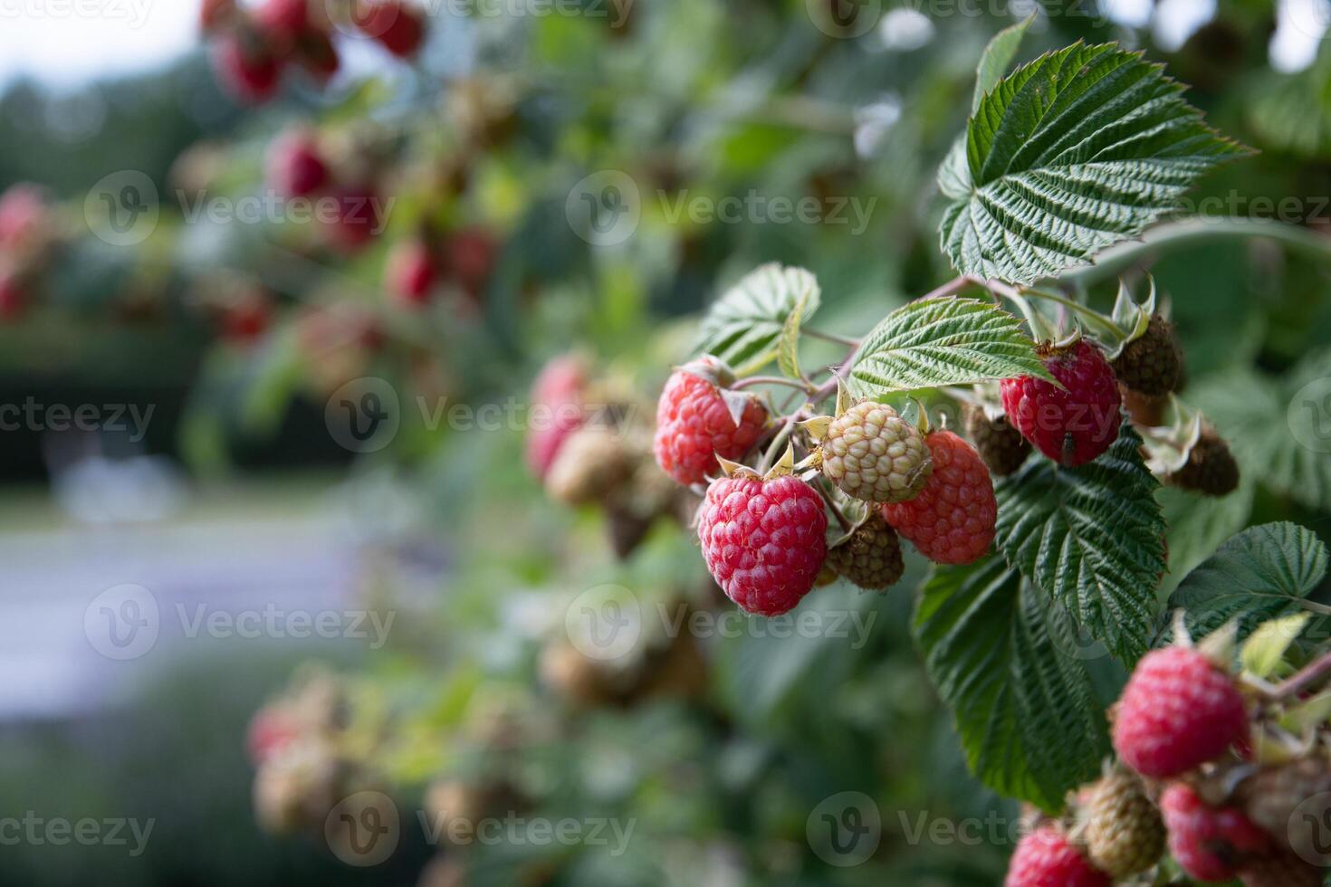 abundance of red ripe raspberries on the bushes in the garden, fresh berries photo