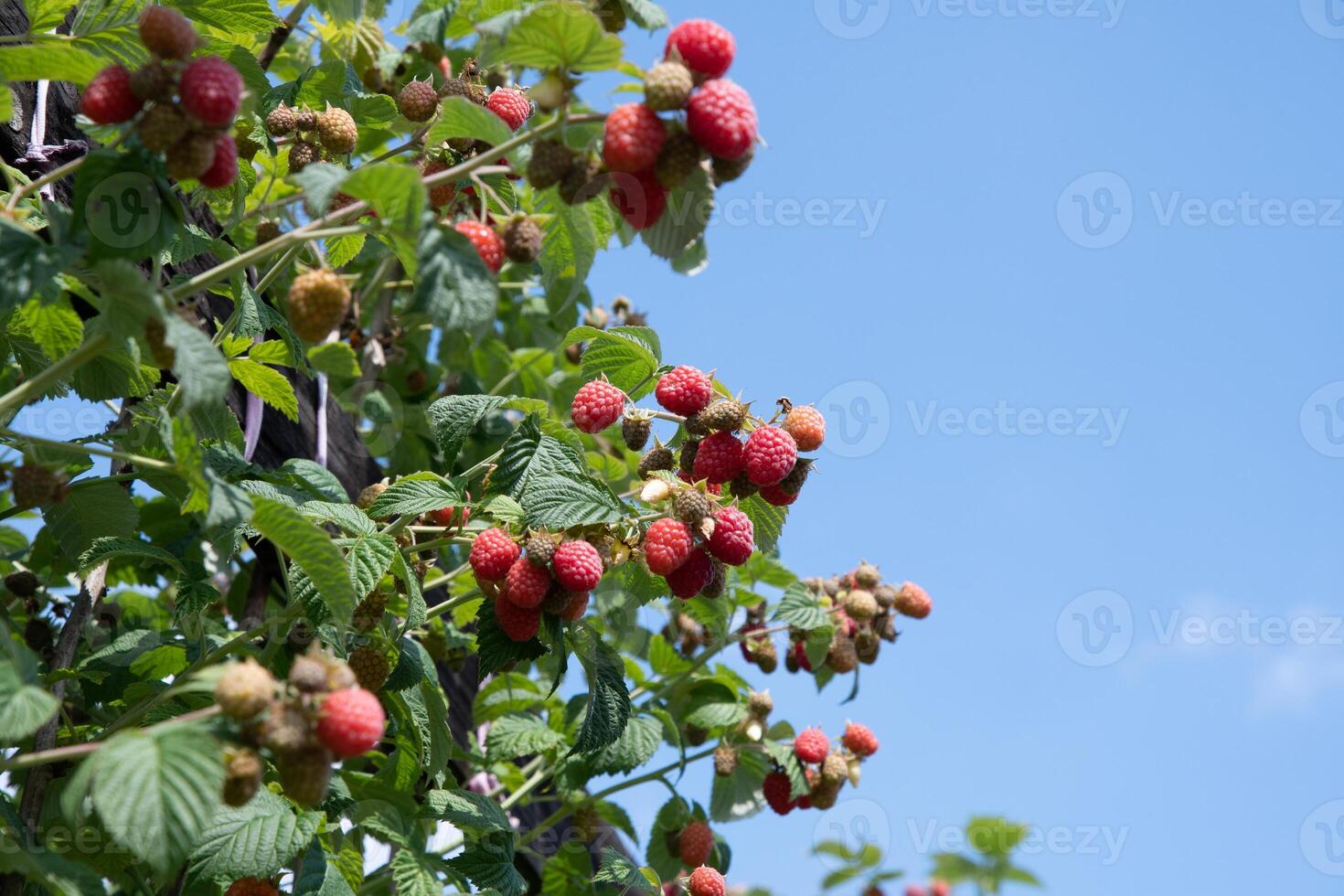 fresh ripe raspberries on bushes in the garden against the blue sky,organic berries with green leaves on the branches photo