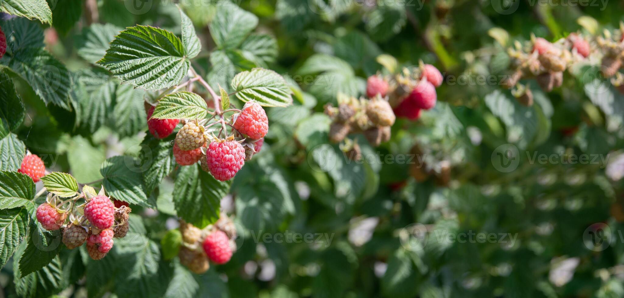 abundance of red ripe raspberries on the bushes in the garden, fresh berries photo