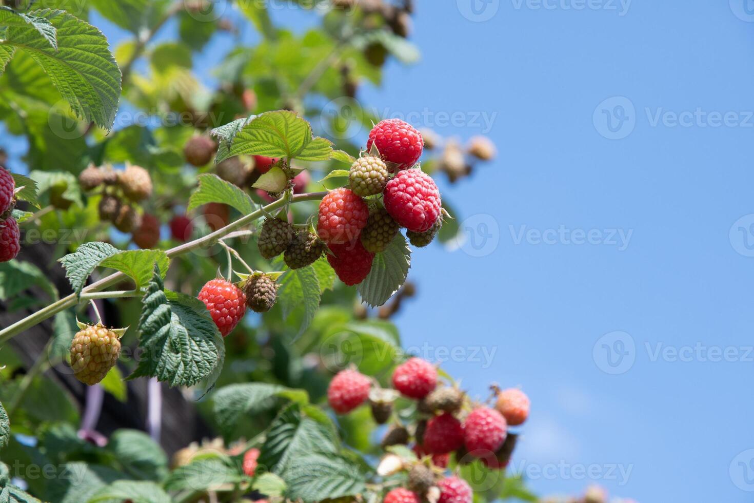 a lot of fresh ripe raspberries on the bushes in the garden against the blue sky photo