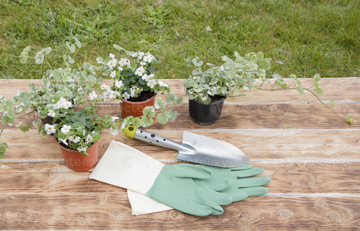 white flower seedlings in pots lie on a table for transplanting and green rubber gloves with spatula,seasonal gardening photo