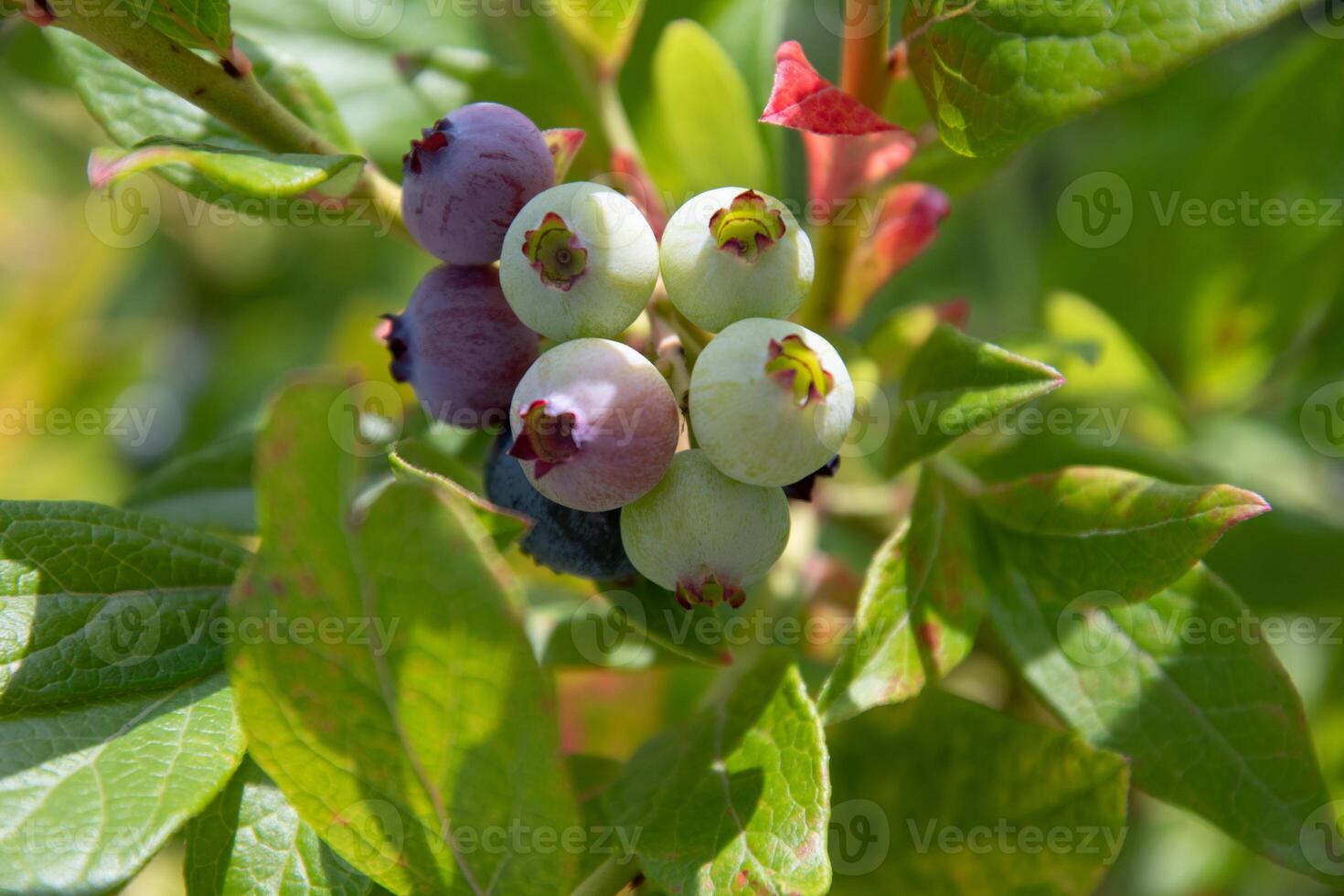 colorful unripe green, blue, purple blueberries on a branch, summer harvest photo