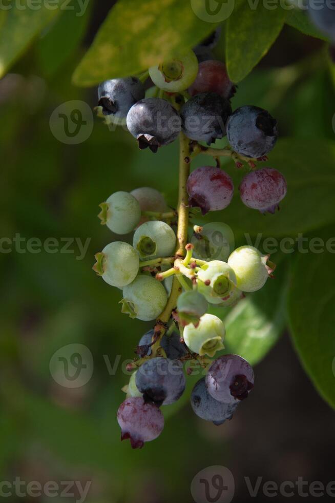 colorful unripe green, blue, purple blueberries on a branch, summer harvest photo