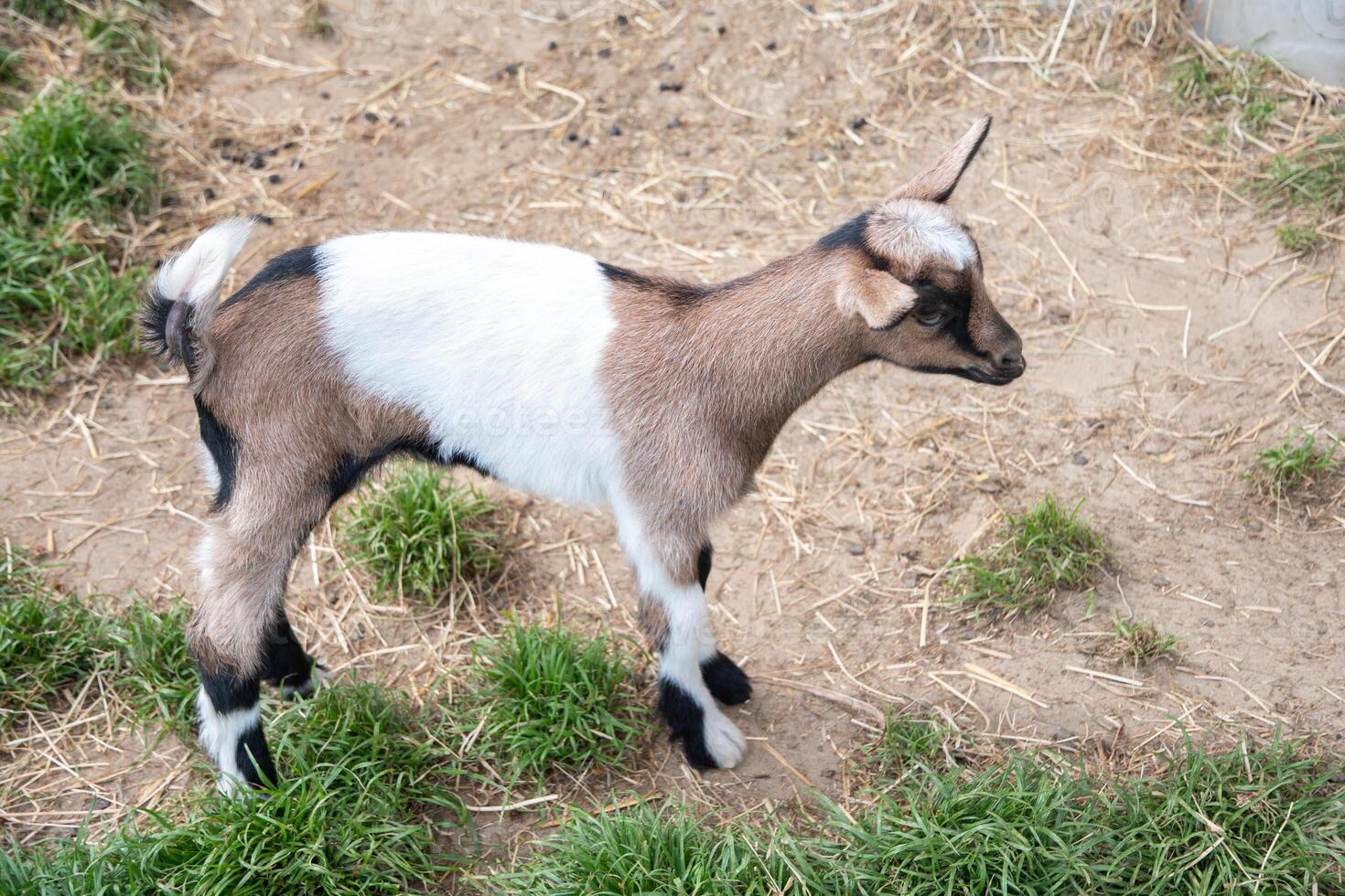 a small cute goat stands near the pet pen, the concept of breeding goats photo