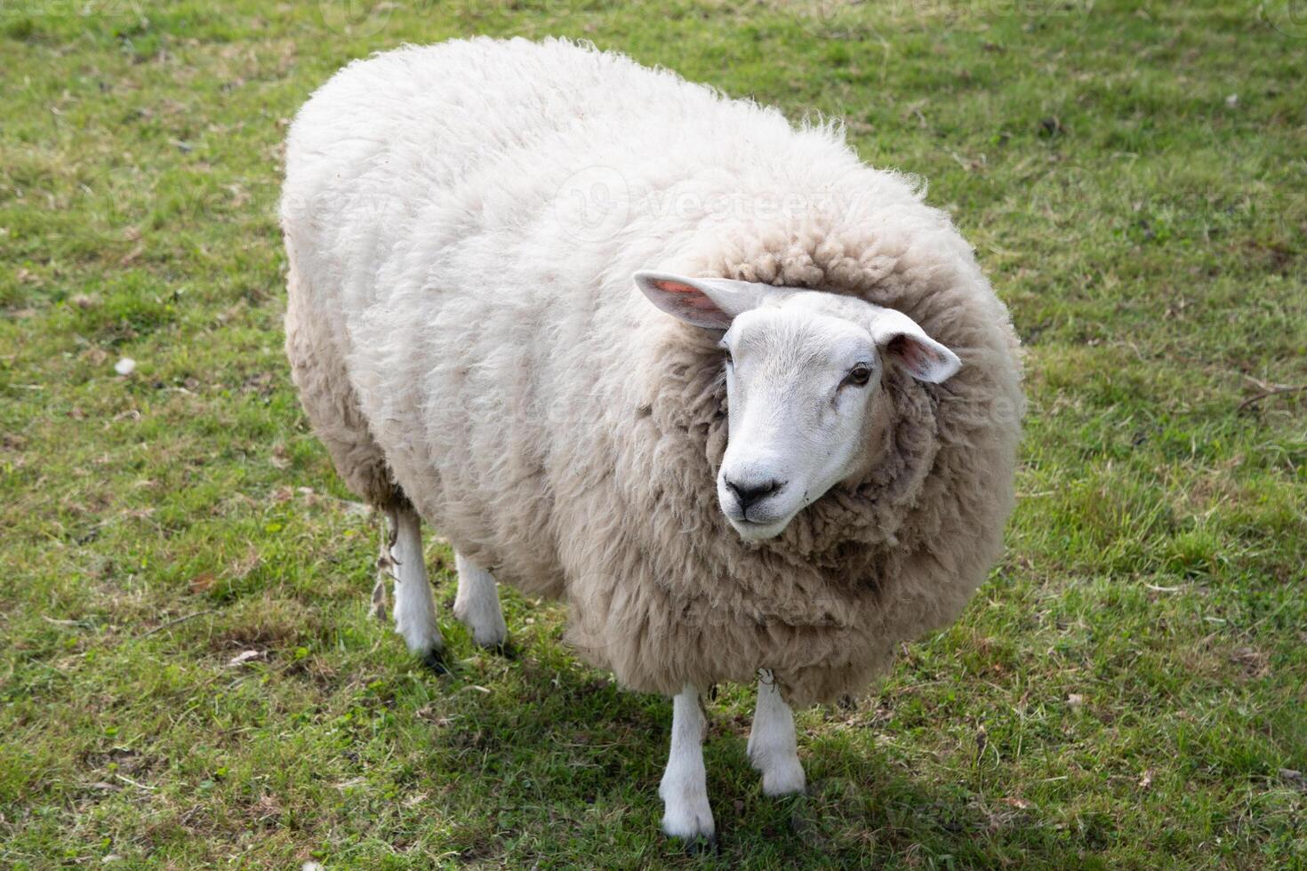 one fat white sheep with thick white wool stands on green grass, a four-legged photo