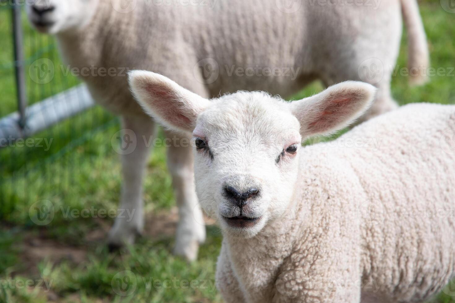 close up A small lamb in a pasture of sheep looking curious at the camera photo