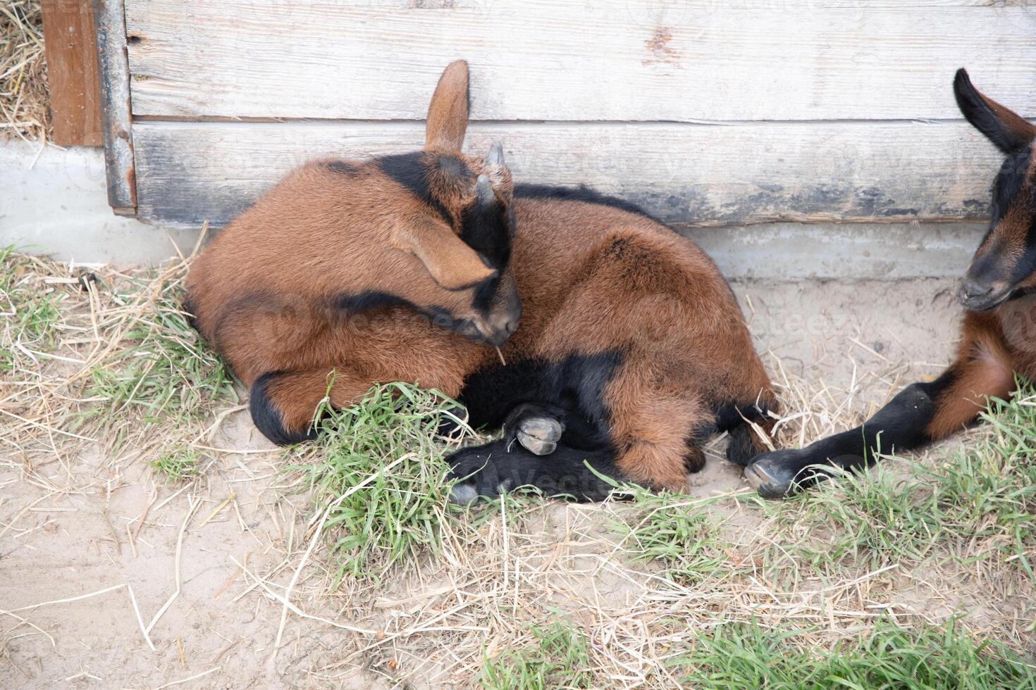 a small cute goat stands near the pet pen, the concept of breeding goats photo