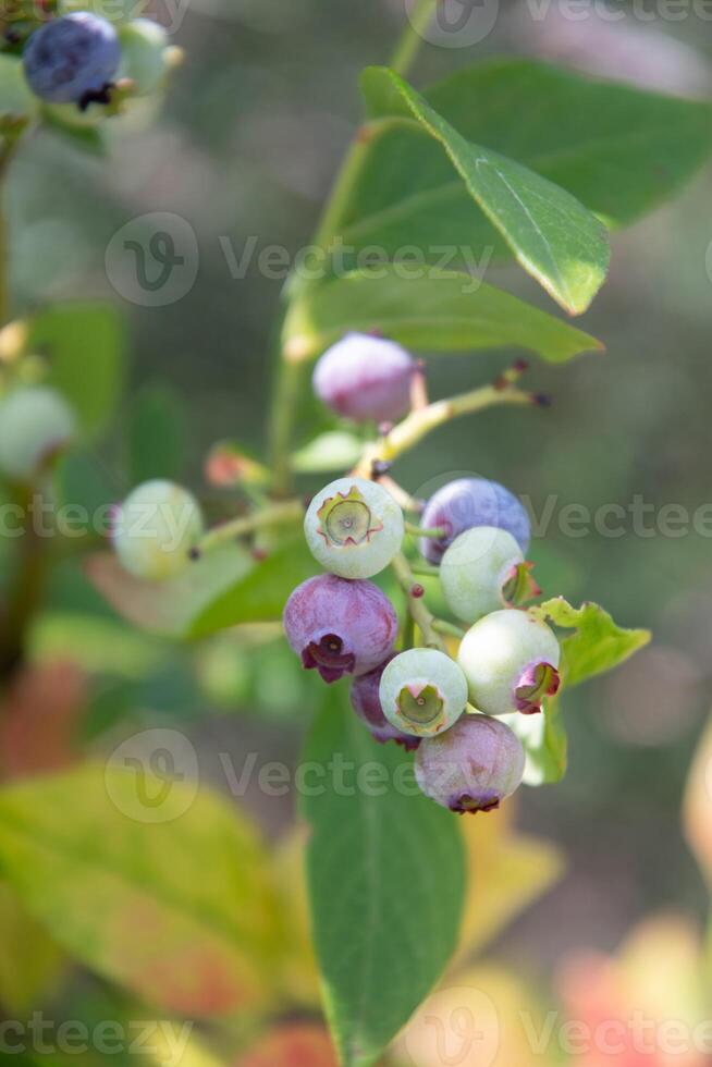 colorful unripe green, blue, purple blueberries on a branch, summer harvest photo