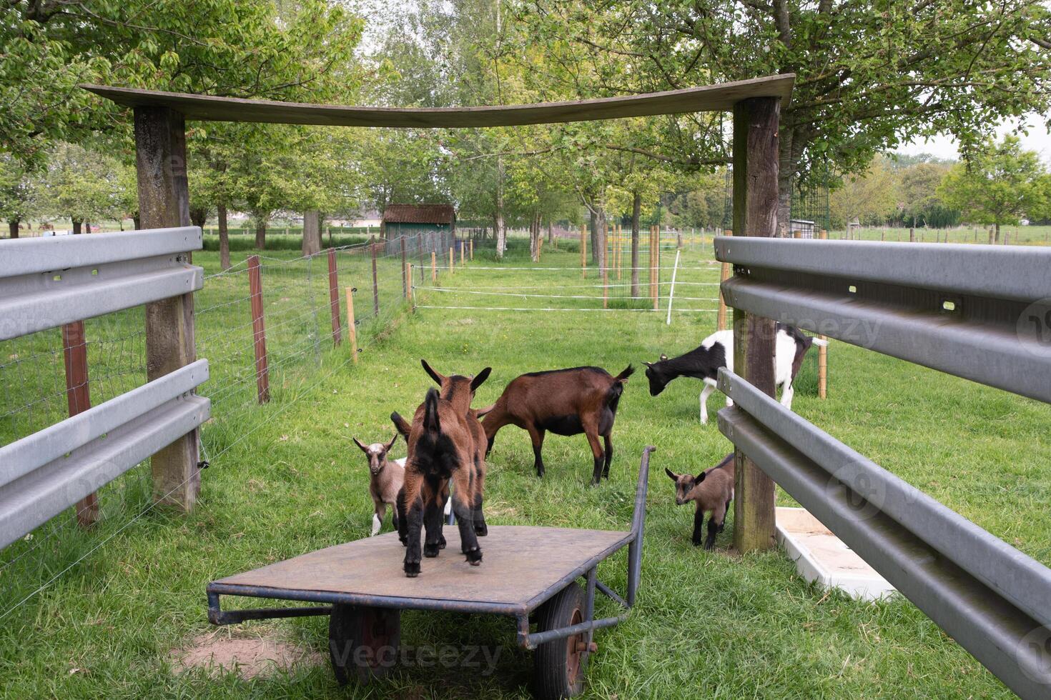 little kids graze and play in the backyard in the green grass on a bright summer photo