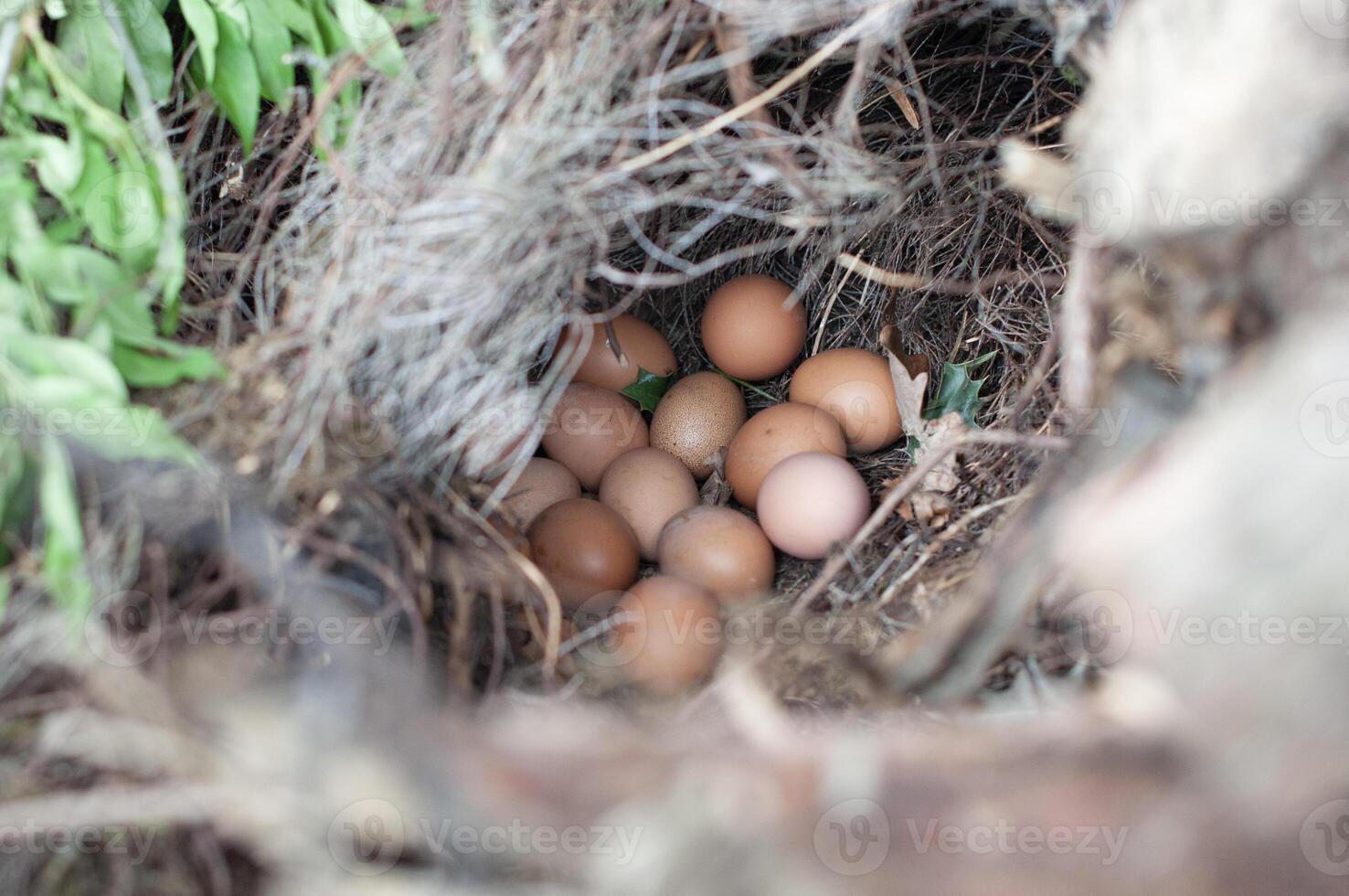 nest from branches in the bushes with fresh chicken eggs, concept of proper dietary nutrition, Easter photo