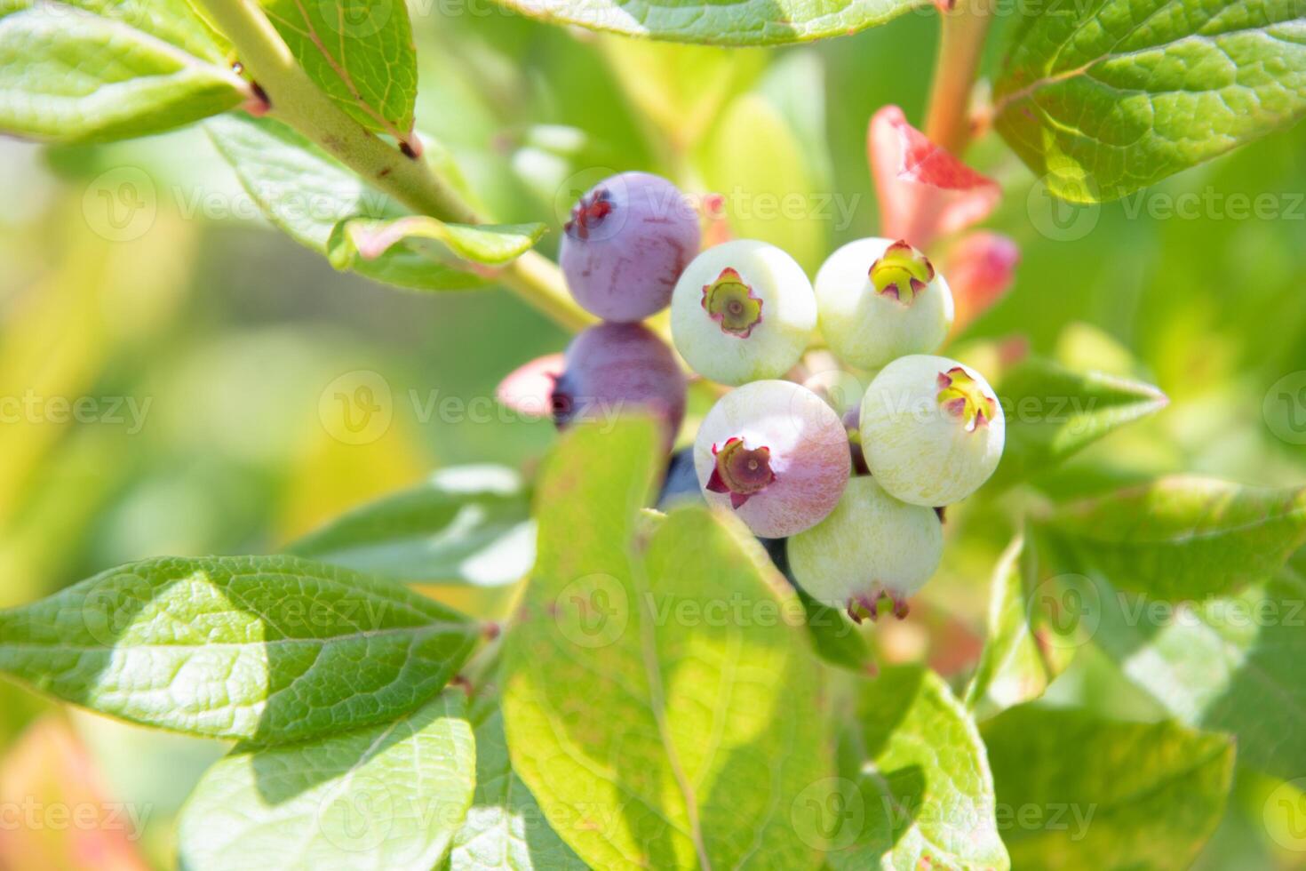 colorful unripe green, blue, purple blueberries on a branch, summer harvest photo