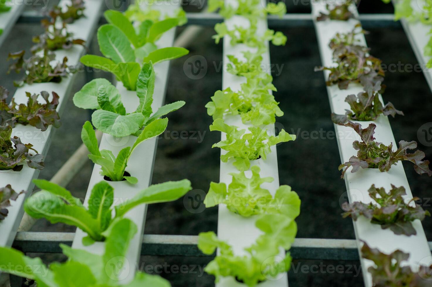 Organic vegetable gardens, hydroponic gardens, vegetables and healthy eating. photo