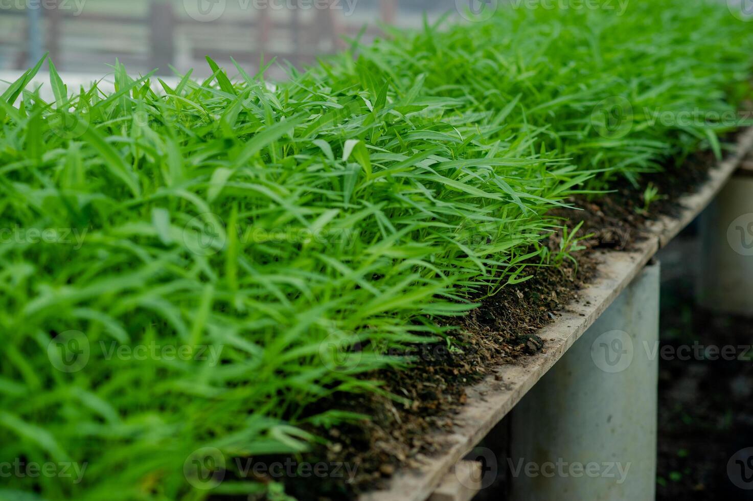 Organic vegetable gardens, hydroponic gardens, vegetables and healthy eating. photo