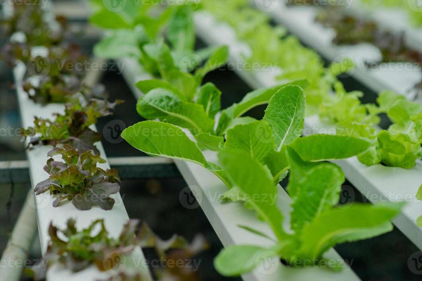 Organic vegetable gardens, hydroponic gardens, vegetables and healthy eating. photo