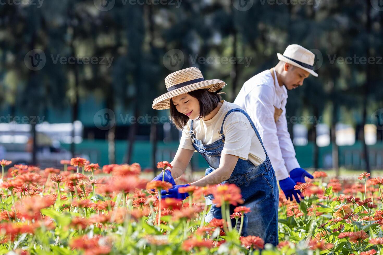 equipo de asiático granjero y florista es trabajando en el granja mientras corte zinnia flores utilizando podadera para cortar flor negocio en su granja para agricultura industria concepto foto