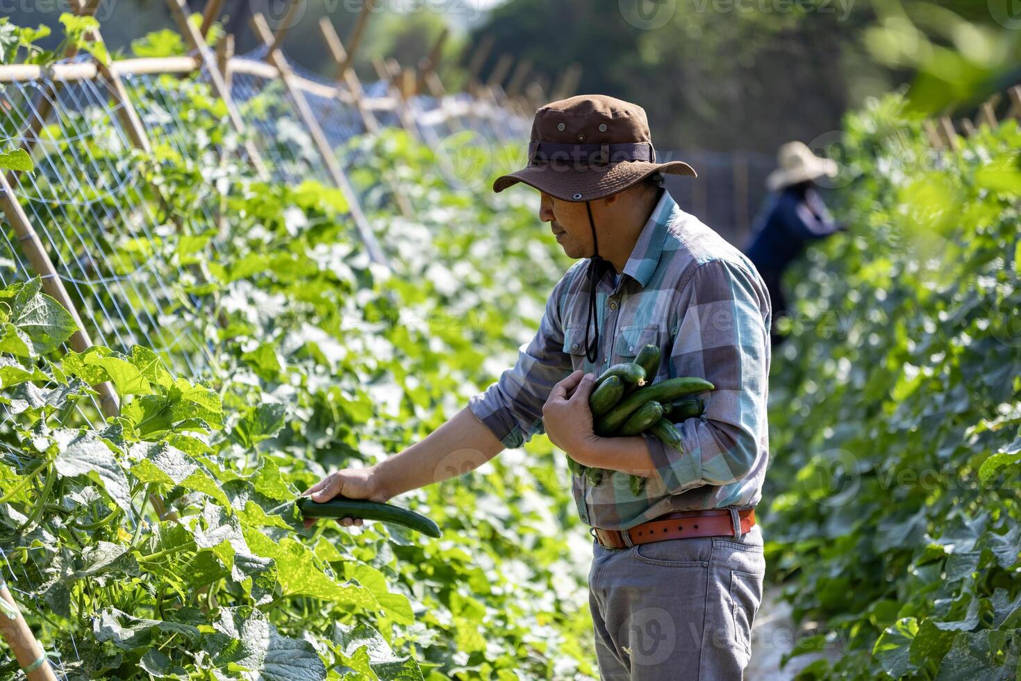 Asian farmer is freshly harvest healthy cucumber or zucchini from the vegetable organics farm approach for local gardener and homegrown produce concept photo