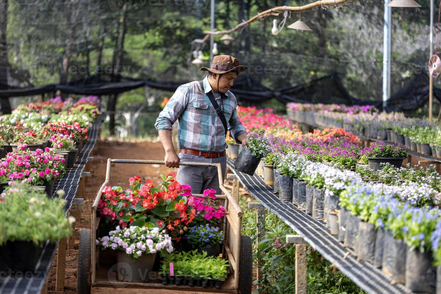 Young Asian gardener is choosing flowering plant from the local garden center nursery with shopping cart full of summer plant for weekend gardening and outdoor concept photo
