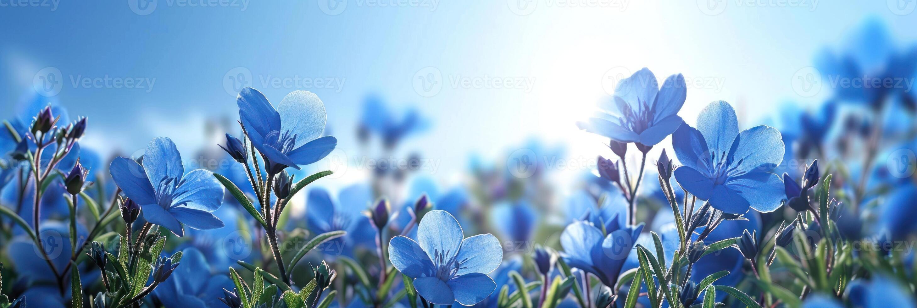 Cluster of blue flowers growing in vibrant green grass photo