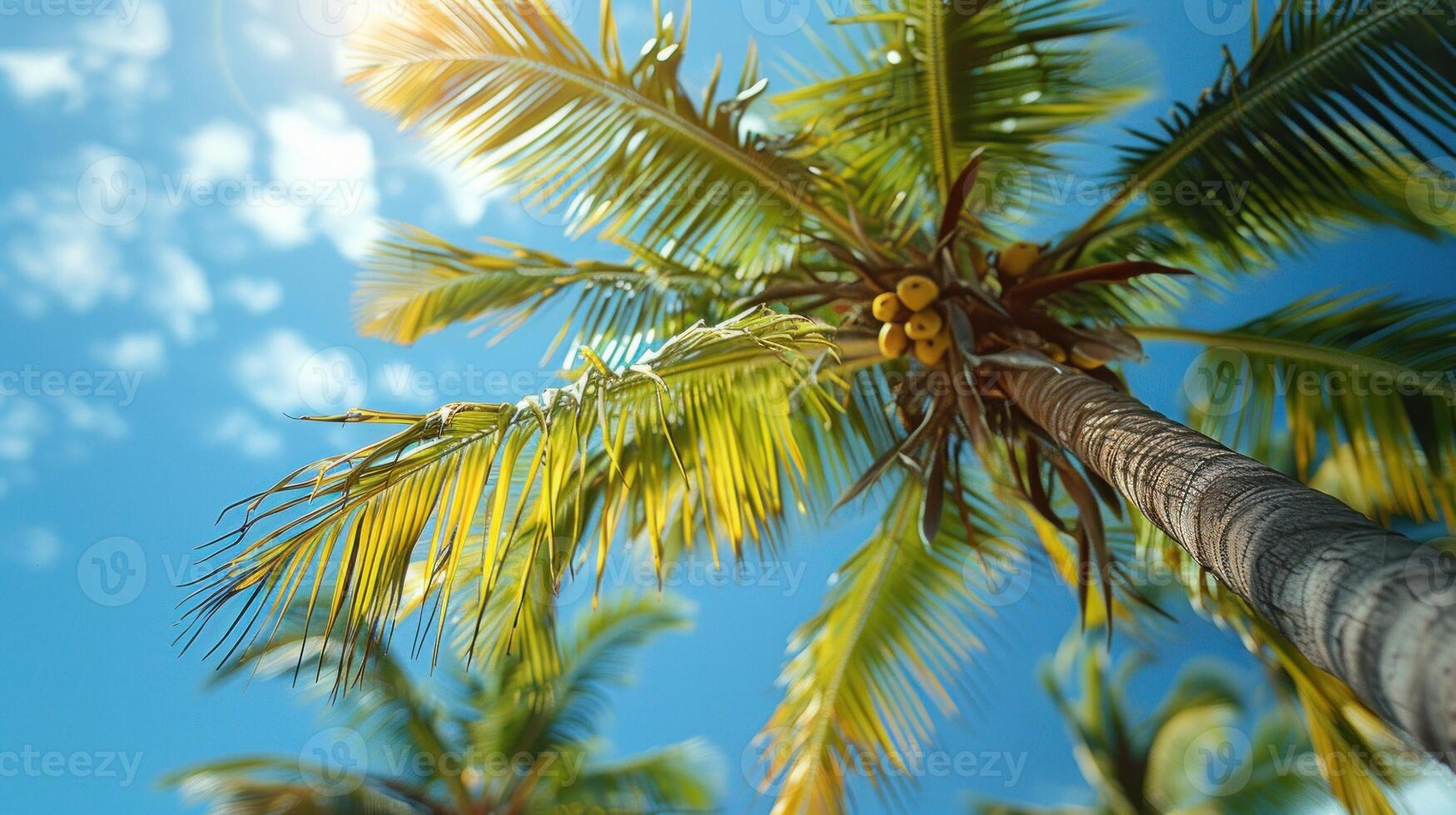 Sun rays shining through green palm leaves against a blue sky photo
