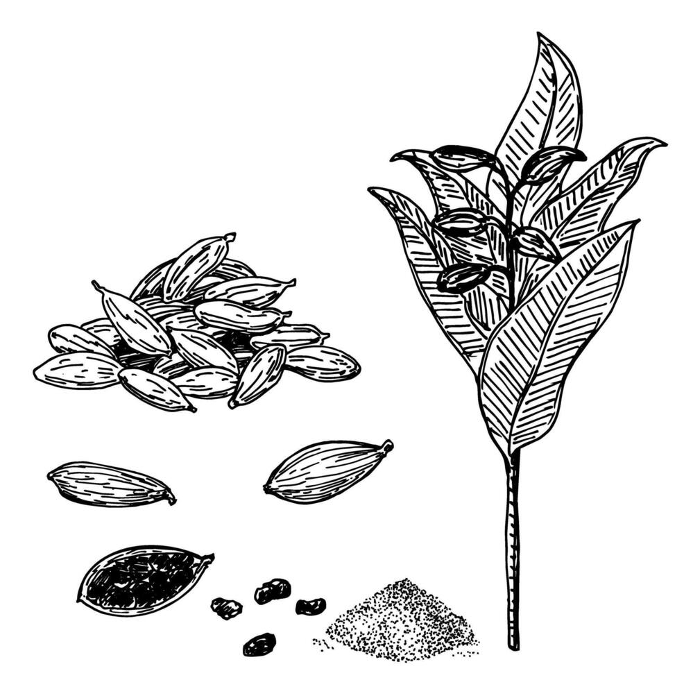 Cardamom set. Hand drawn engraving, ink, spices in sketch style. Ground cardamom, cardamom plant and grains vector
