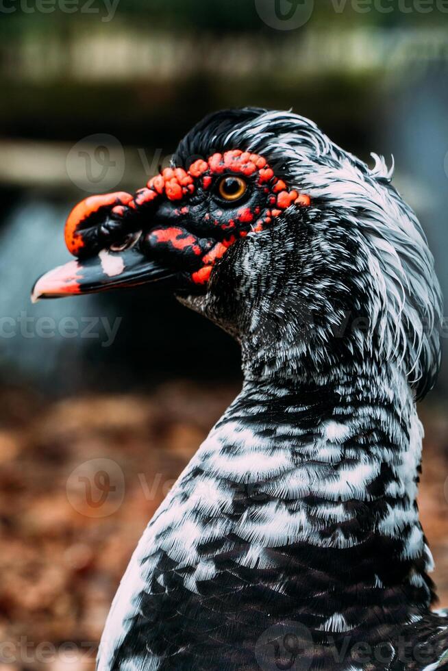 Black Domestic Muscovy duck standing on a grass with Yellow Autumn Leaves photo