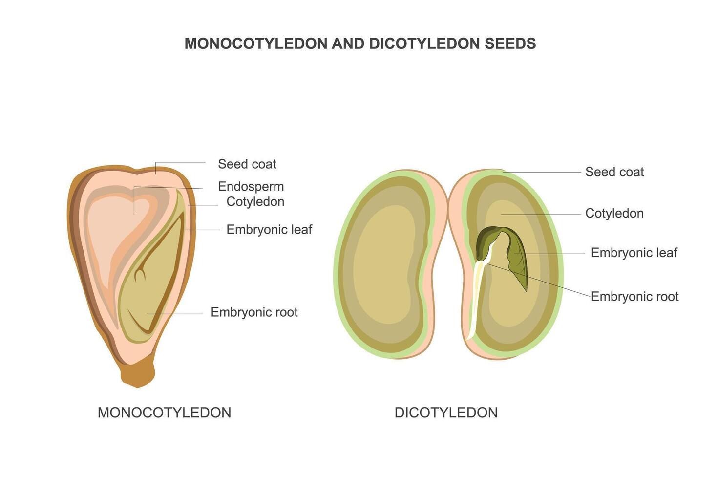 Comparing Monocotyledon and Dicotyledon Seeds. Contrasts in Germination. vector