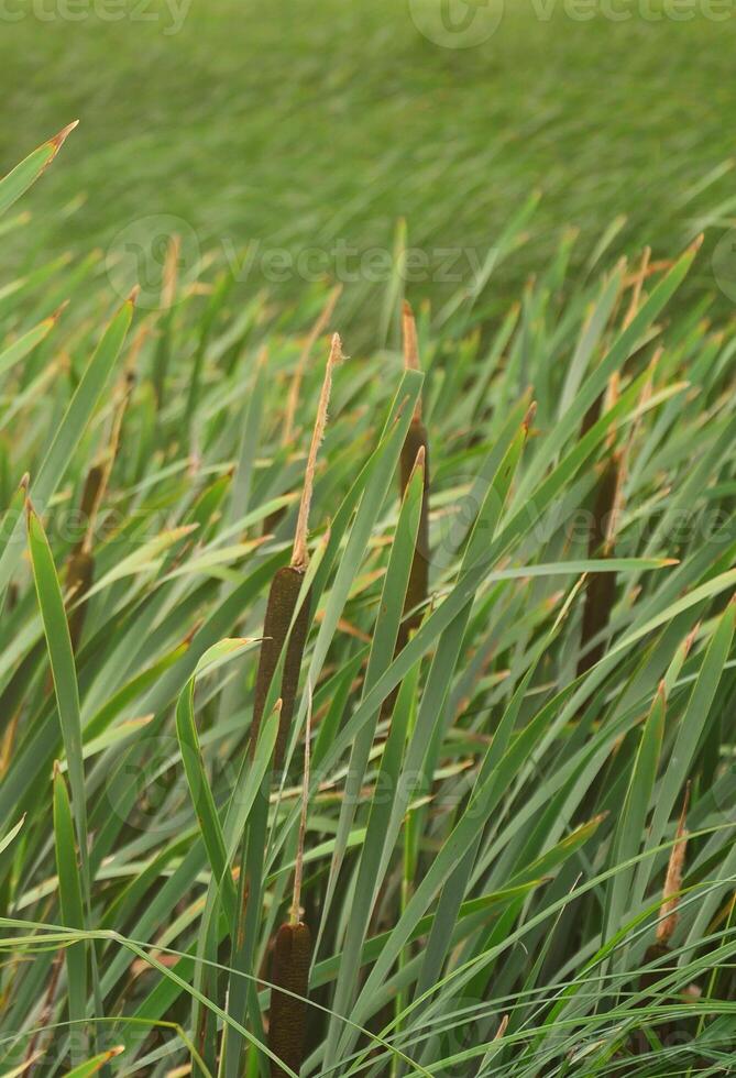 A lot of stems from green reeds. Unmatched reeds with long stems photo