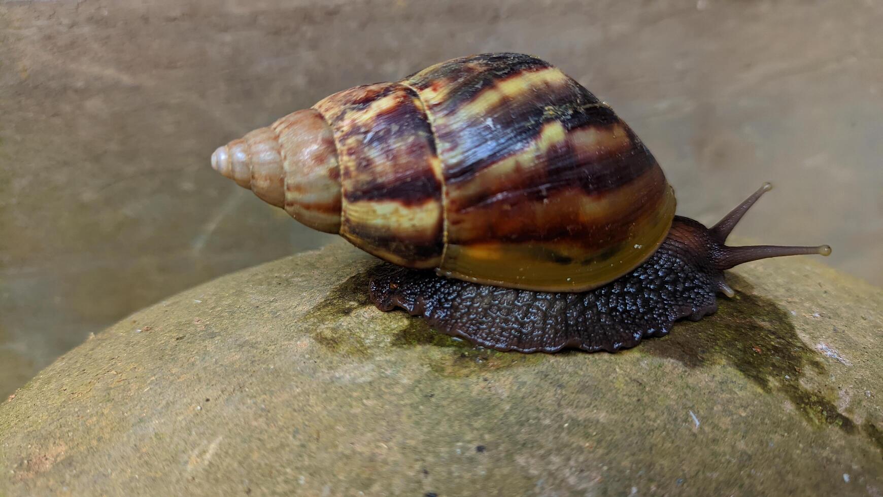 a snail is on the surface of a rock photo