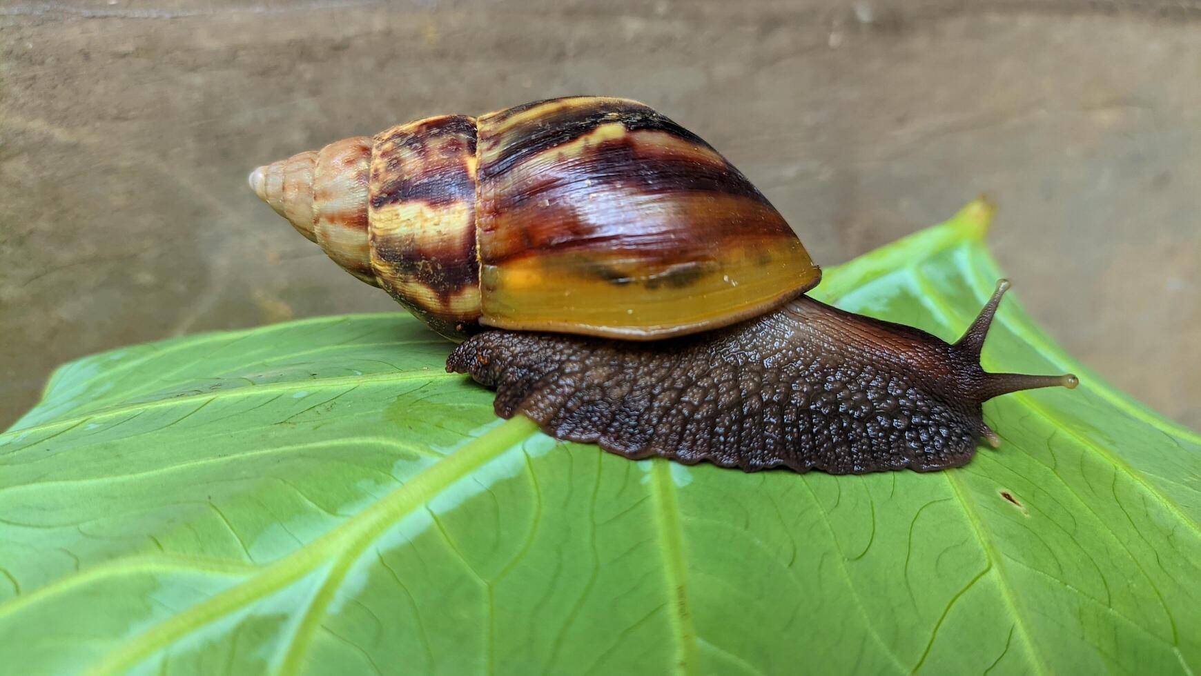 A brown snail is on the surface of a green taro leaf photo