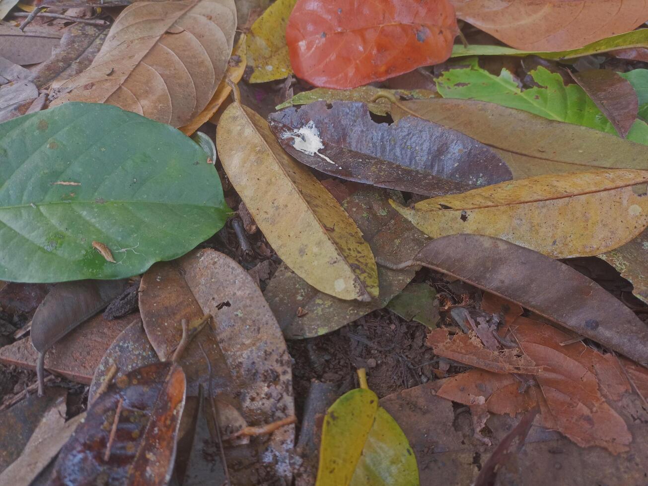 Durian leaves fall on the ground in the dry season photo