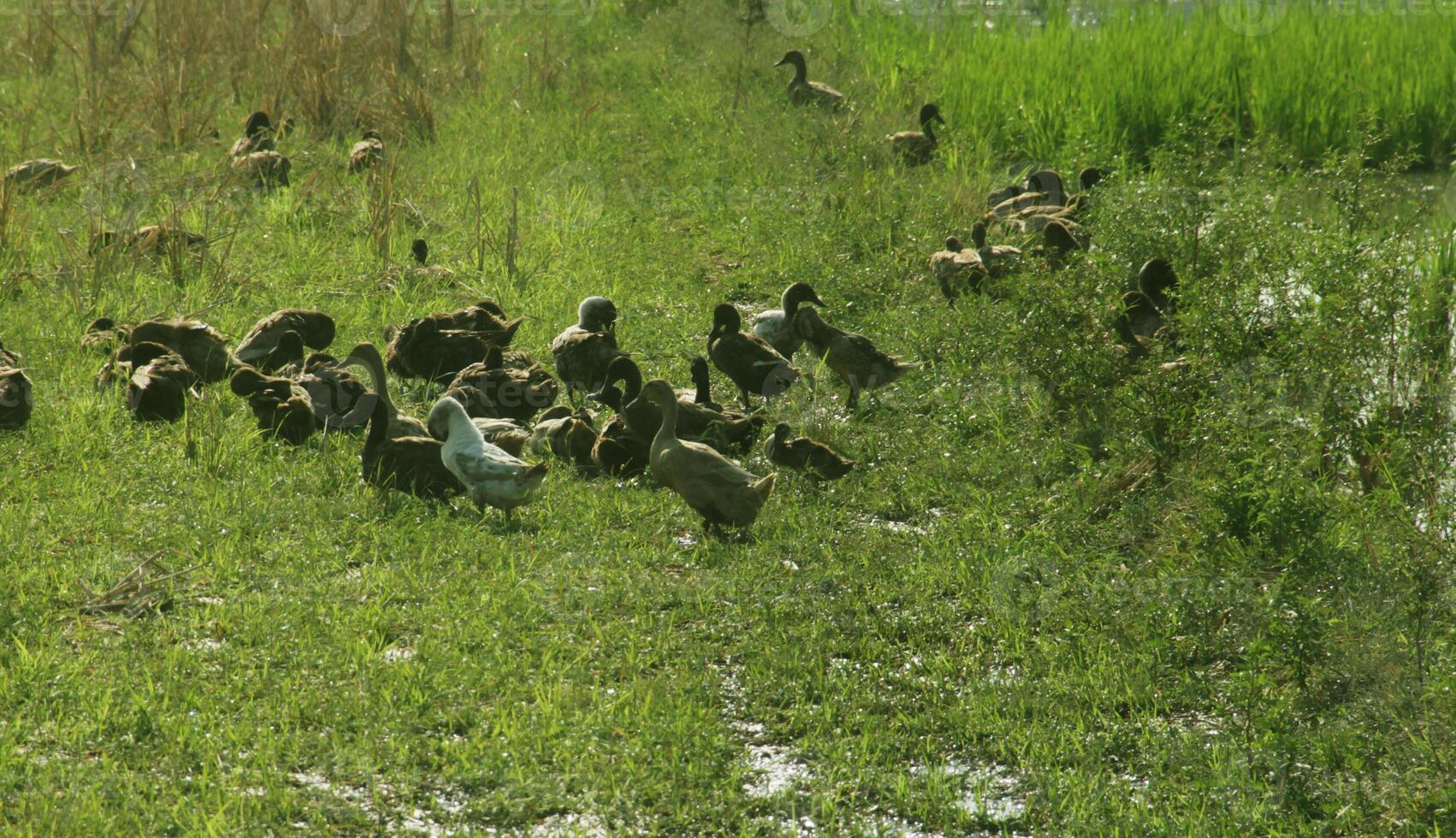 A group of ducks looking for natural food in grass covered agricultural land photo