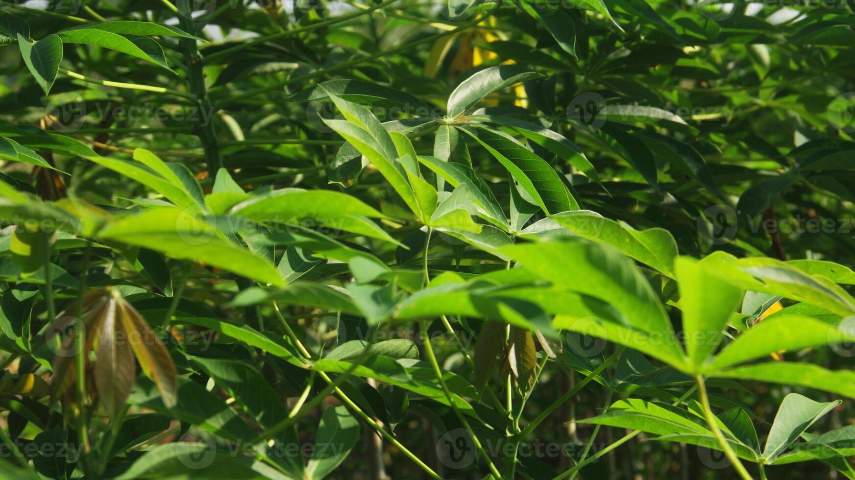 Cassava plants are grown in a traditional way in a region in Indonesia photo