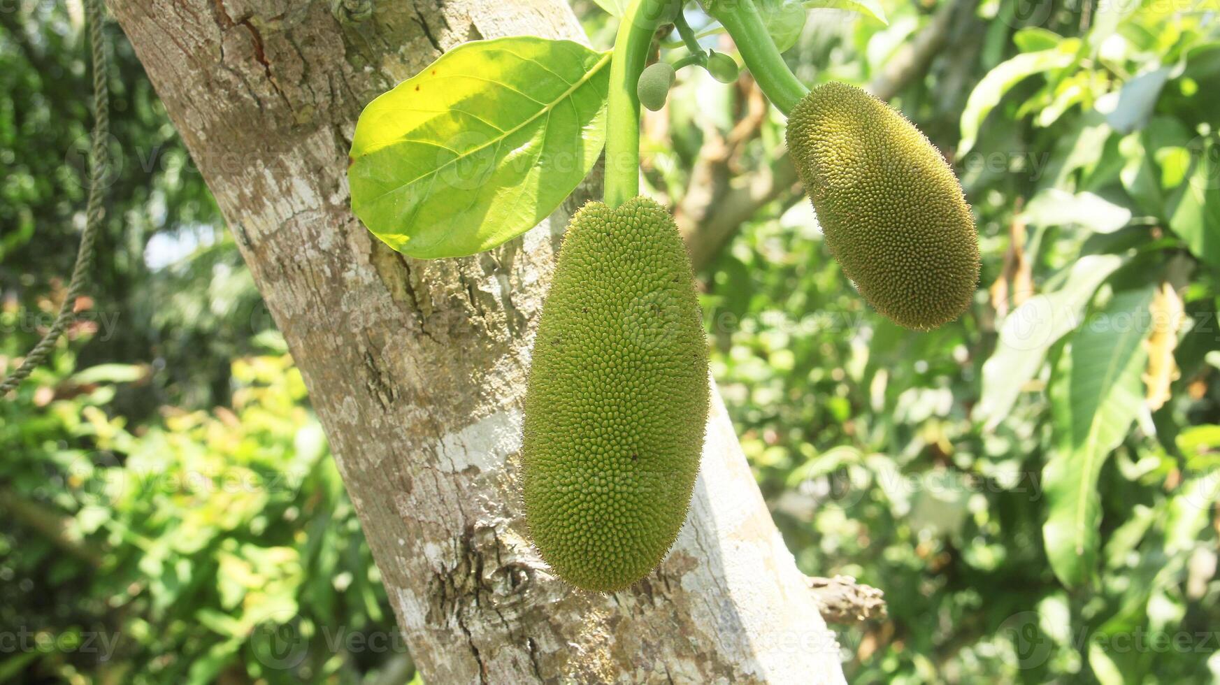 Young jackfruit that is still on the tree photo