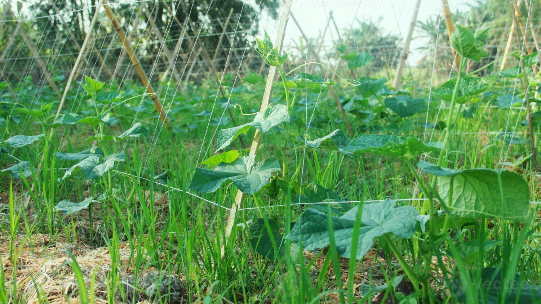 Green cucumber plants that are still young and have fresh green leaves photo