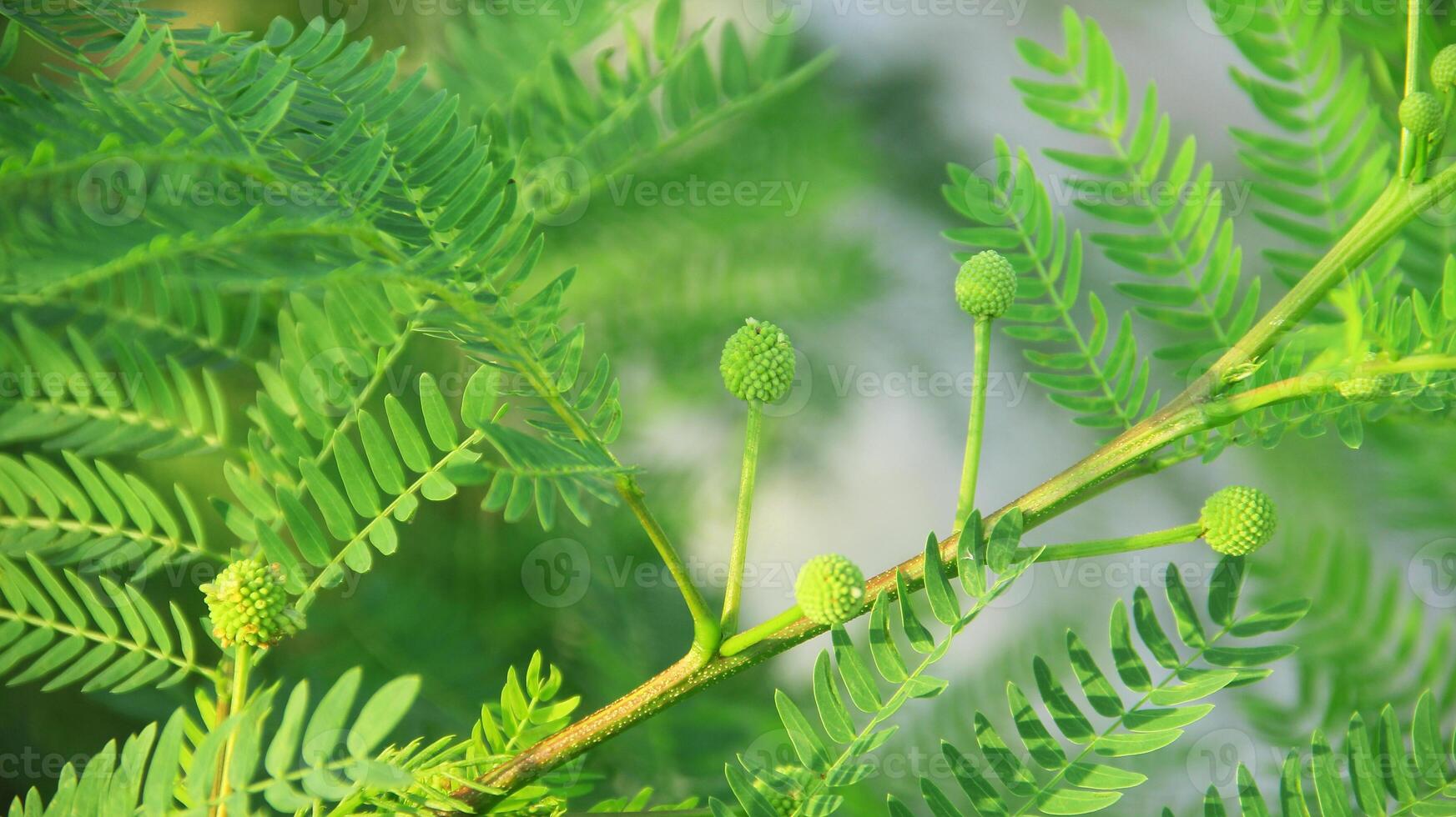 Fresh green petai leaves blown by the wind photo