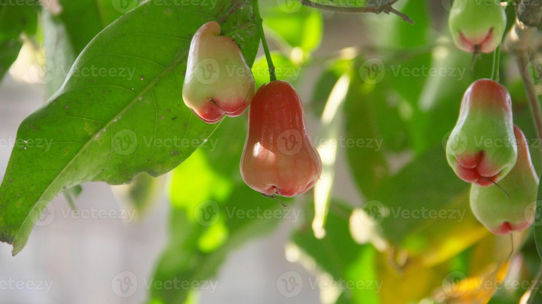 Fresh red thong samsi water guava still on the tree, ready to be harvested photo