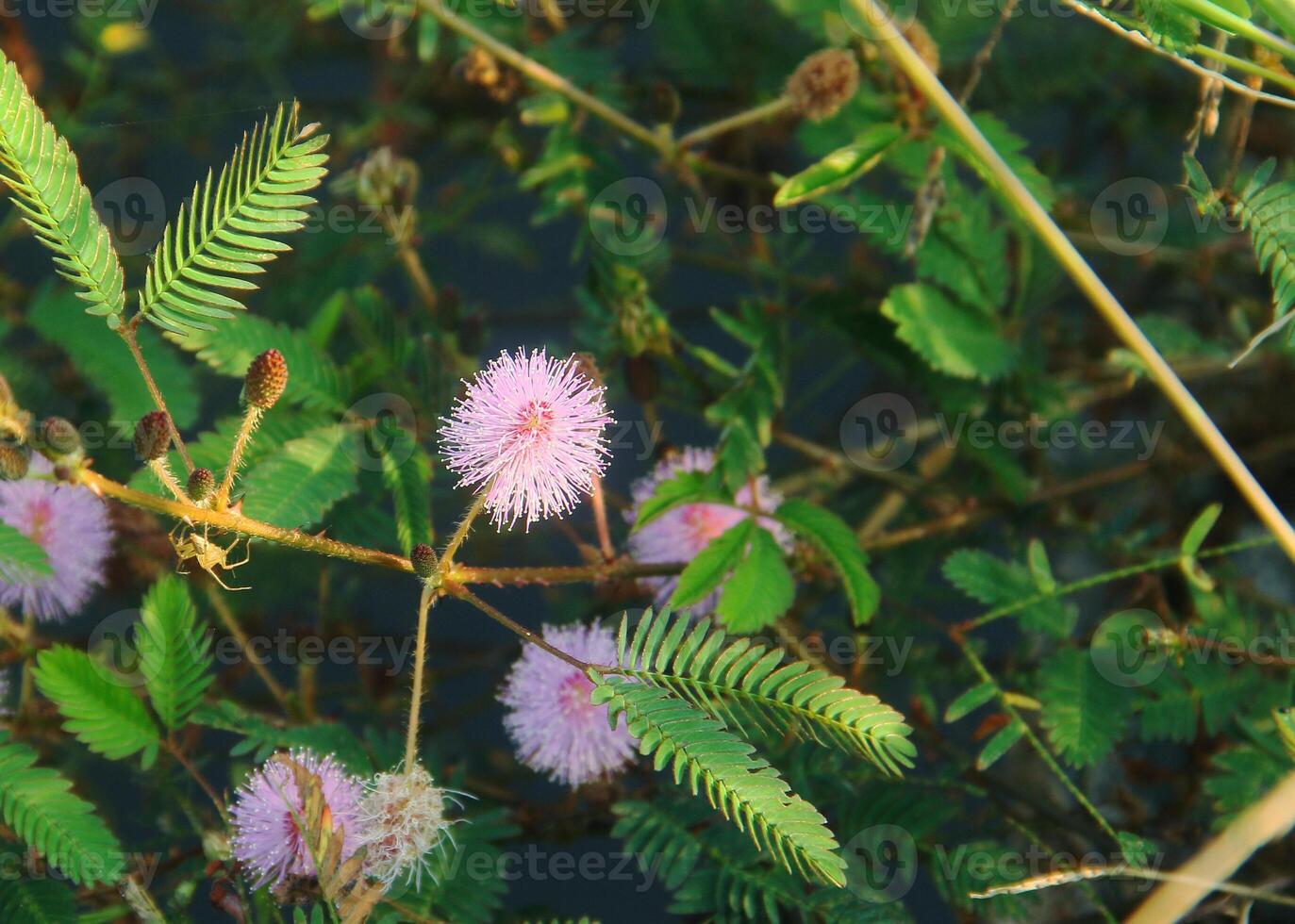 The flowers of the shy princess plant or mimosa pudica L bloom beautifully photo