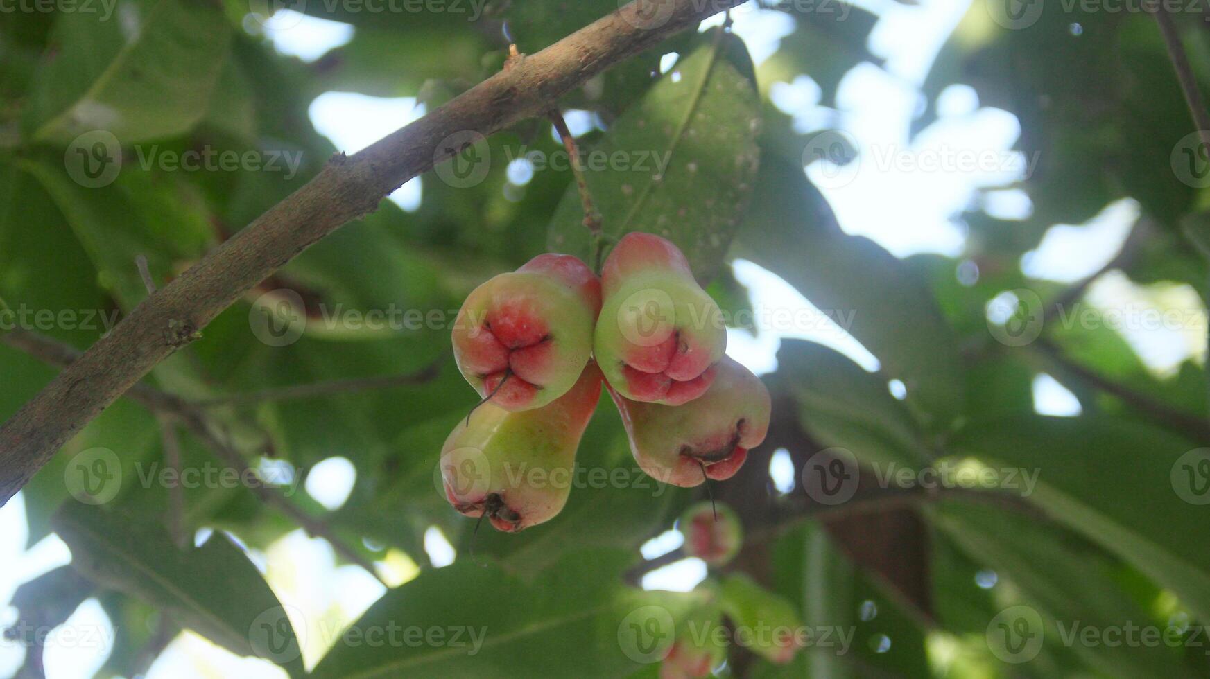 Fresh red thong samsi water guava still on the tree, ready to be harvested photo