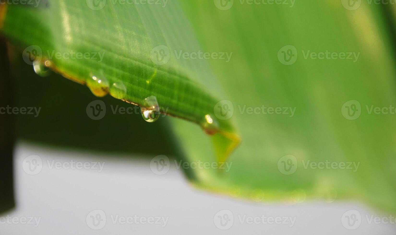 Green banana trees and leaves photo