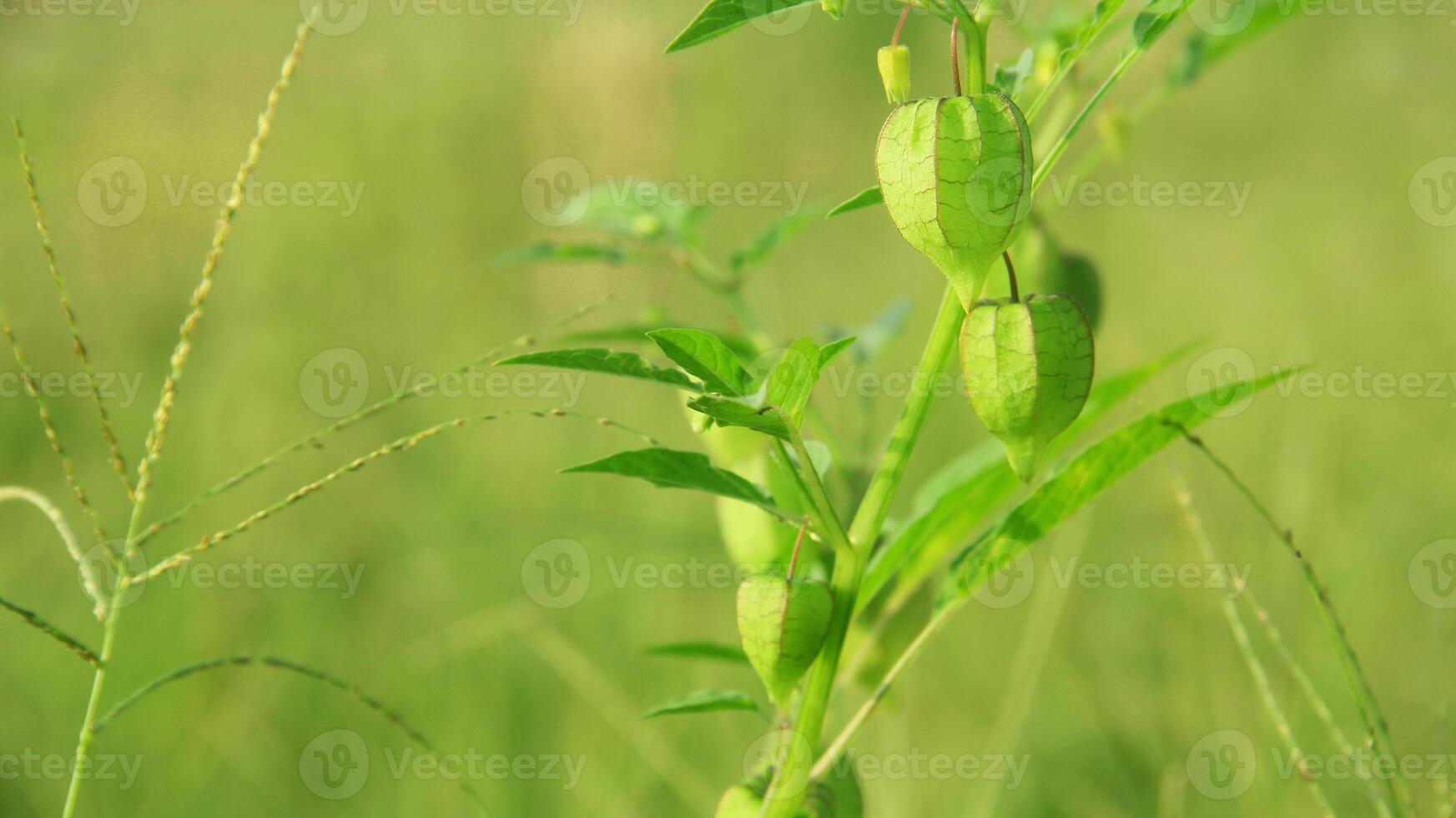 Physalis angulata or Ciplukan which grows around dry rice fields photo