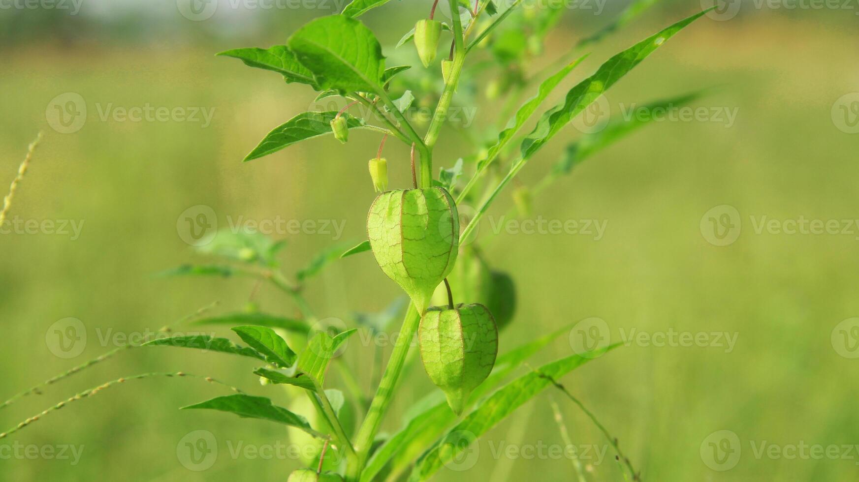 Physalis angulata or Ciplukan which grows around dry rice fields photo