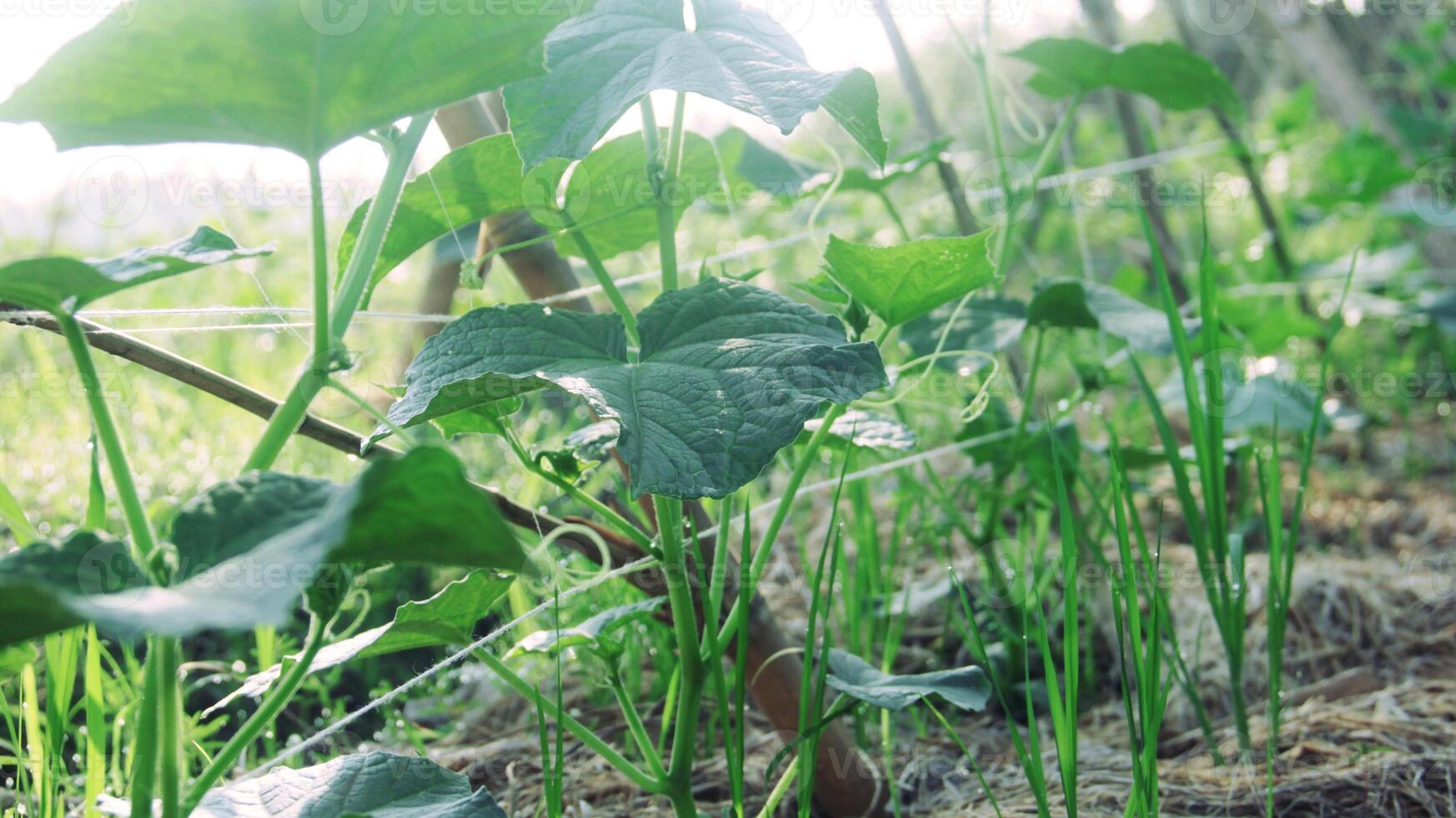 Green cucumber plants that are still young and have fresh green leaves photo