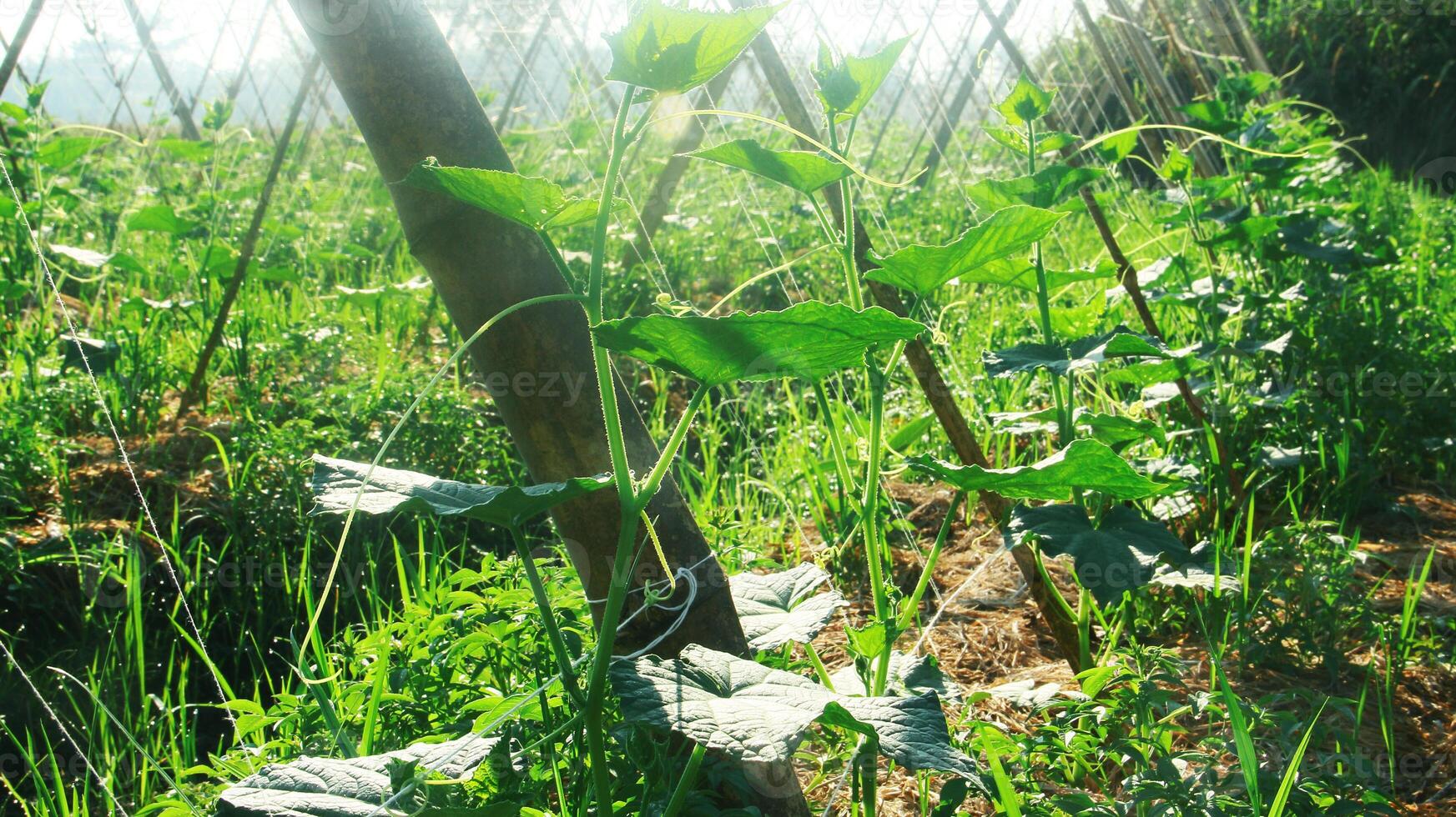 Green cucumber plants that are still young and have fresh green leaves photo