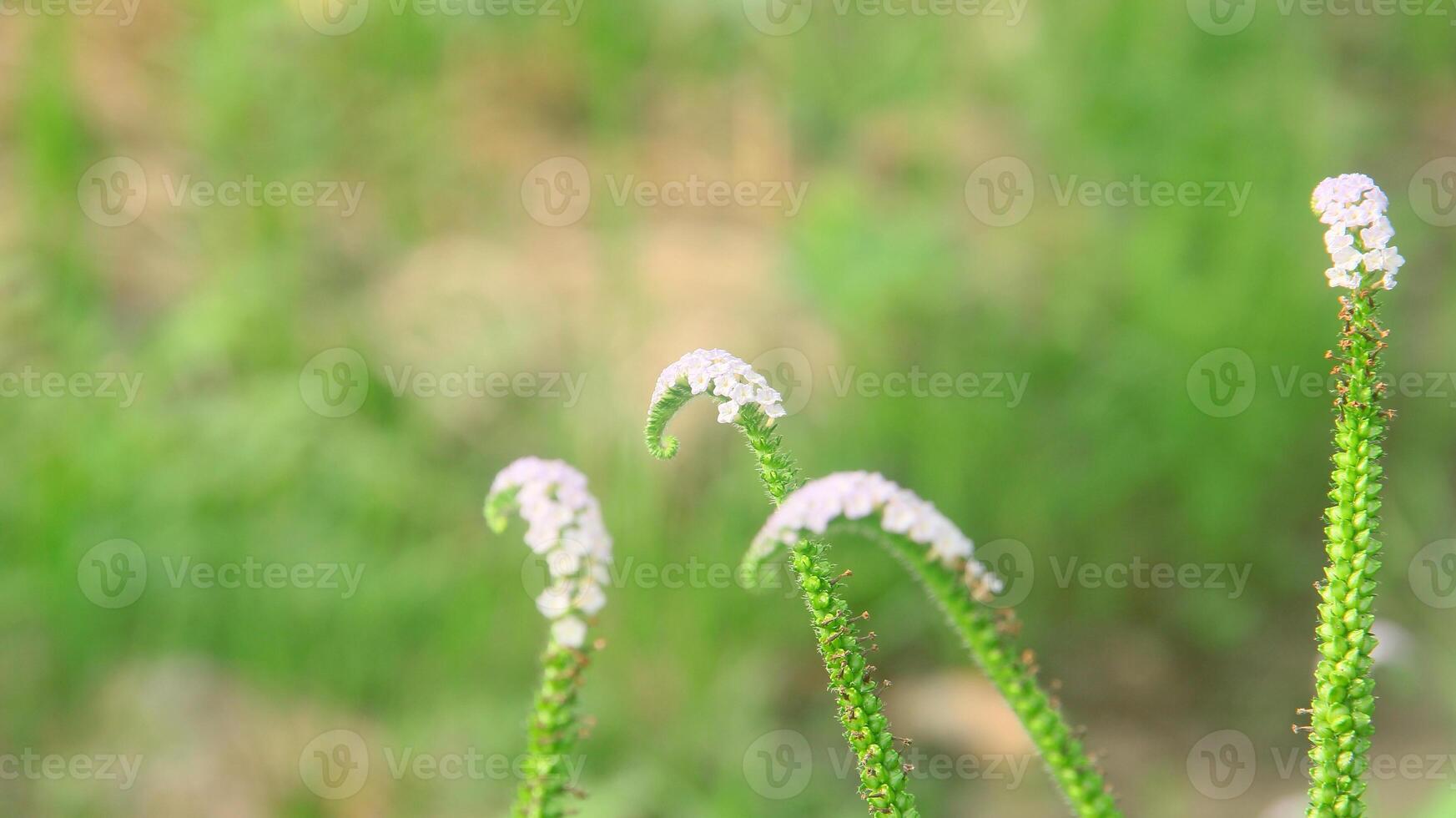 Flowers from grass and wild plants that bloom beautifully in the morning photo